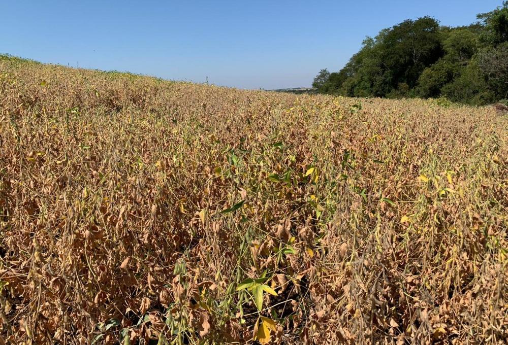 FecoAgro/RS reivindica ações imediatas para auxiliar produtores atingidos pela estiagem