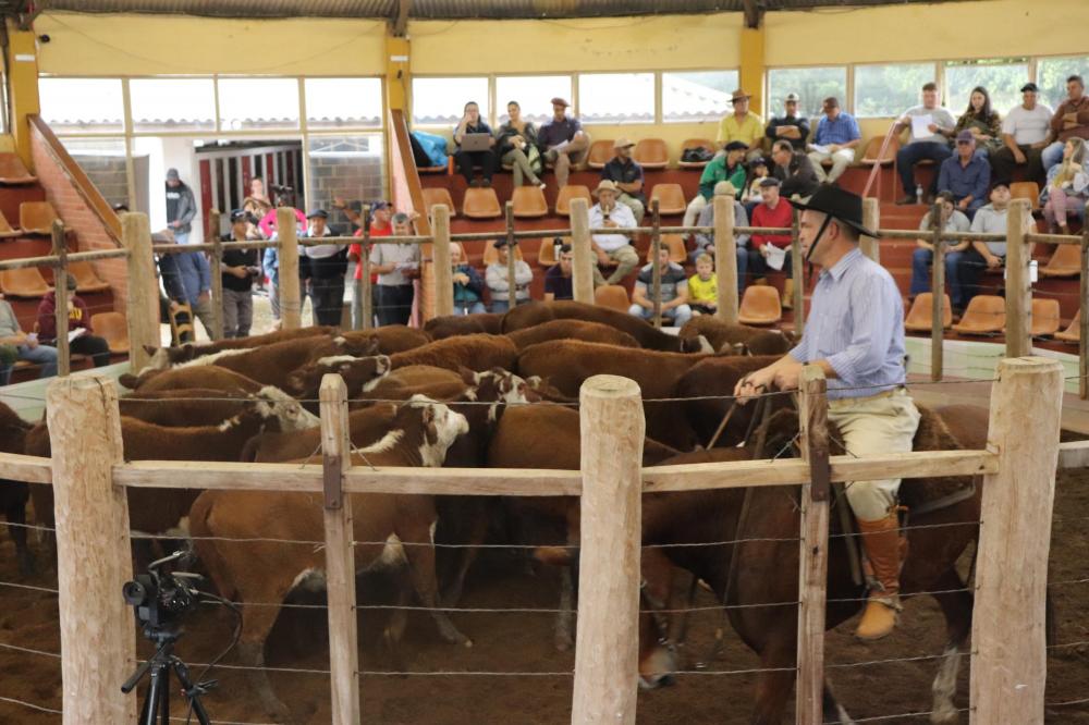 Médias satisfatórias na 42ª Feira do Terneiro de Camaquã