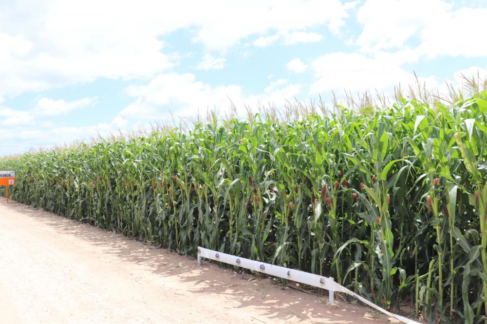 Painel sobre milho abre programação técnica da ExpoCamaquã