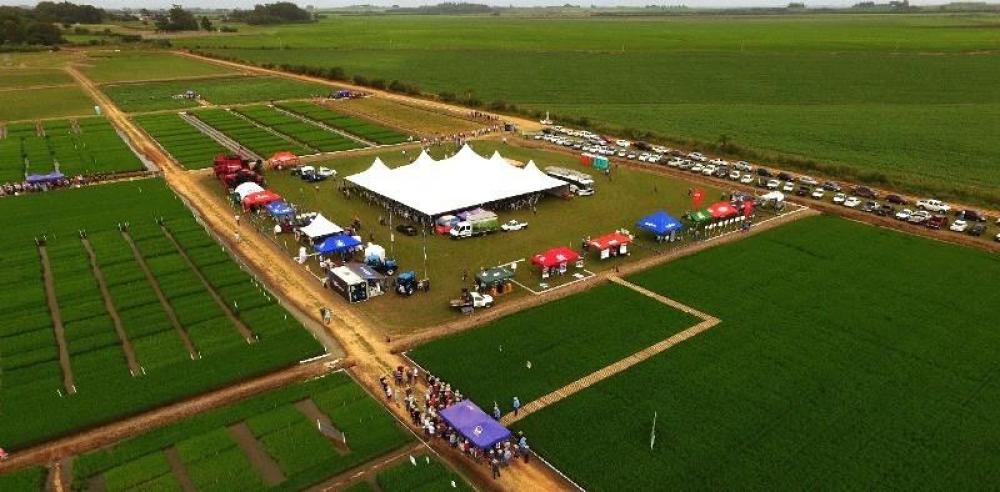 Dia de Campo Estadual do Irga será em 25 de janeiro
