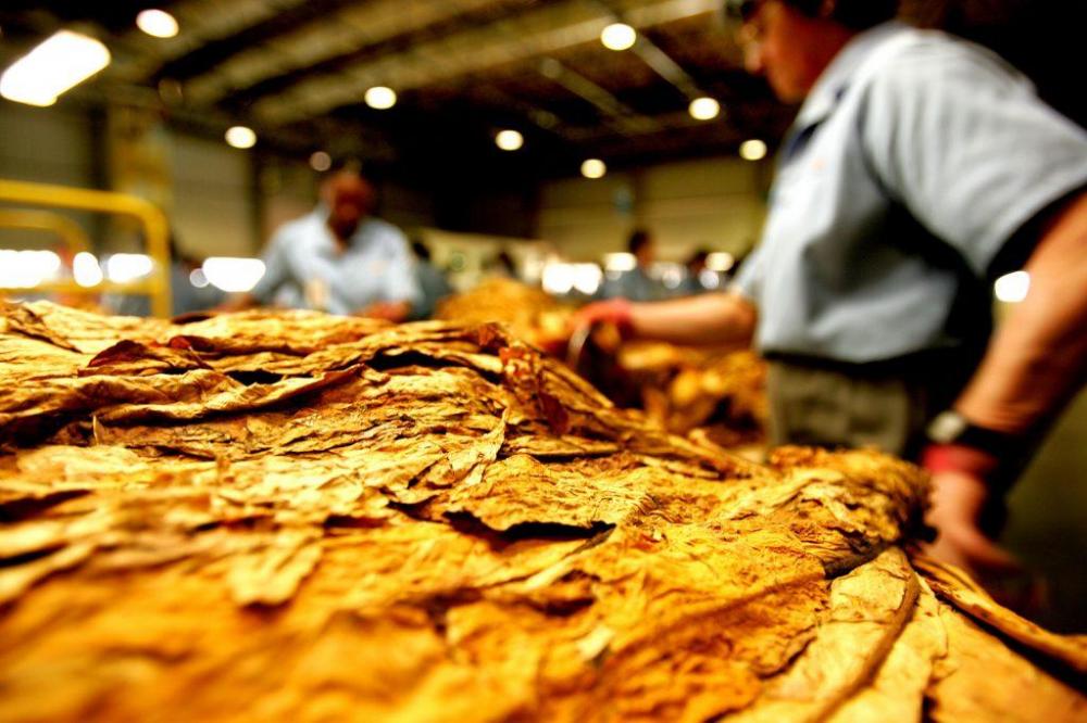 Reuniões sobre preços do fumo ocorrem nos dias 15 e 16