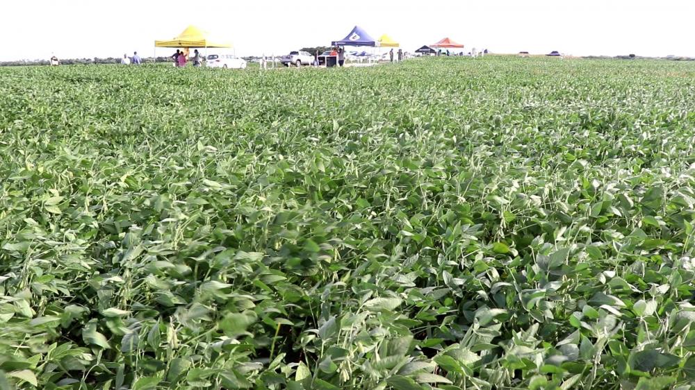 Dia de Campo da Agtec valida eficácia da sucessão de ciclos em sulco-camalhão